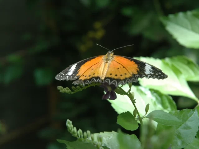 Please feed the butterflies